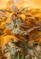 Peyote Cookies FLO+40
