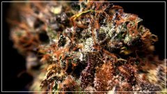 Cheestral  Underground seeds collective