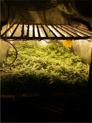 scrog.jpg
