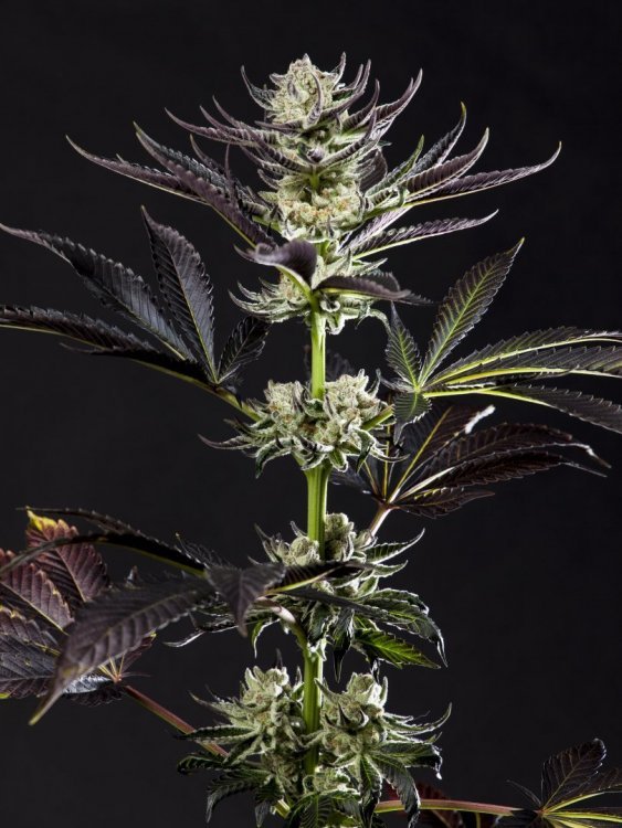 Purple Punch x Dosidos_0002-min.JPG