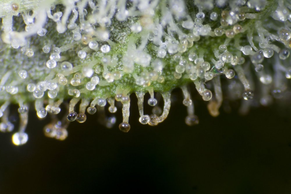 Early Gorilla_0028-min.JPG