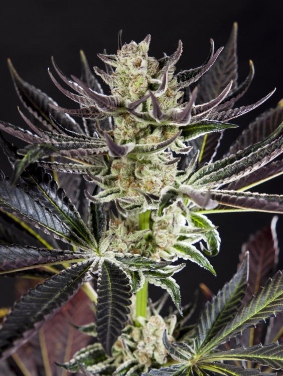 Purple Punch x Dosidos_0008-min.JPG