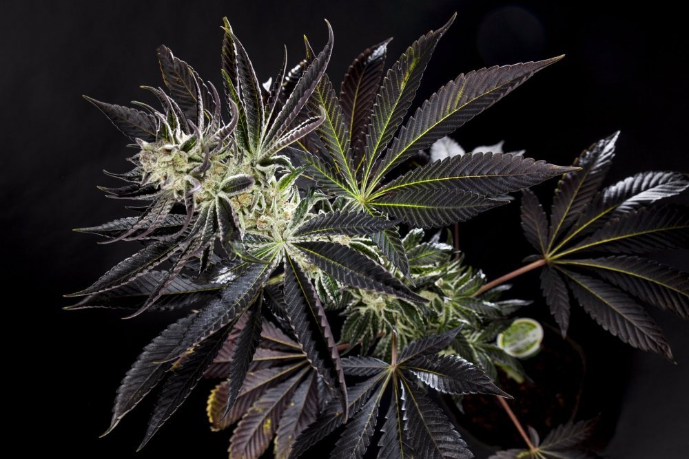 Purple Punch x Dosidos_0012-min.JPG