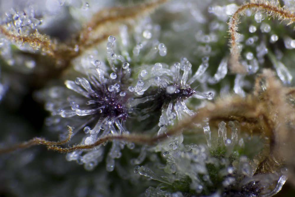 Purple Punch x Dosidos_0025-min.JPG