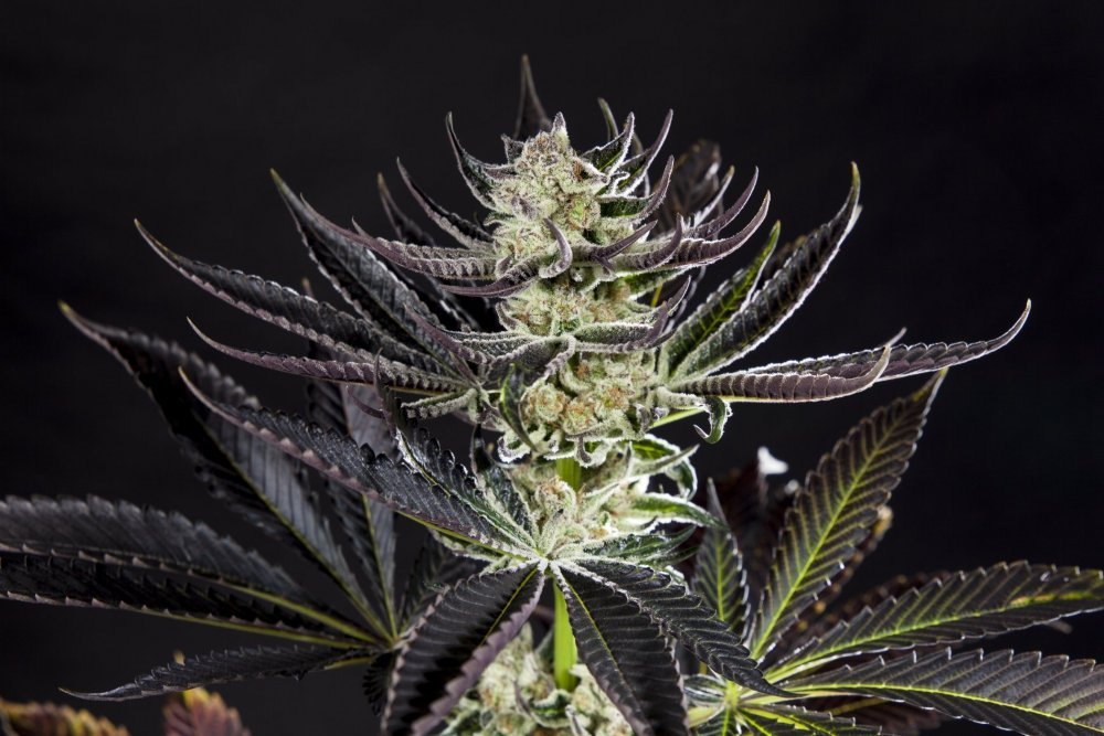 Purple Punch x Dosidos_0010-min.JPG