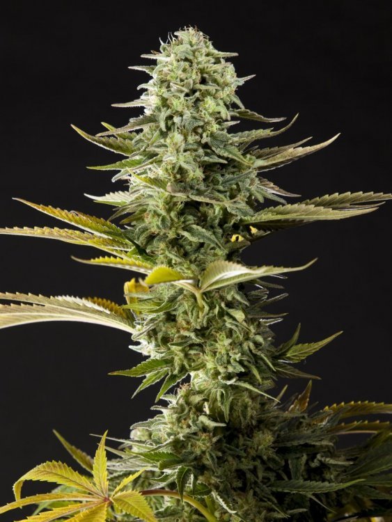 Early Gorilla_0023-min.JPG