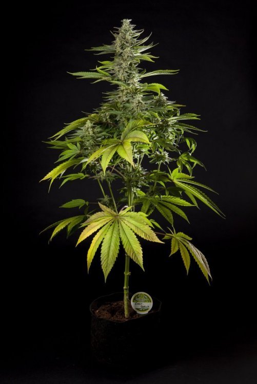 Early Gorilla_0002-min.JPG