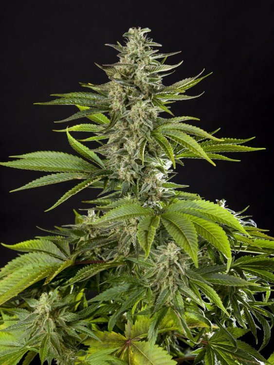 Early_Gorilla_0003-min.JPG