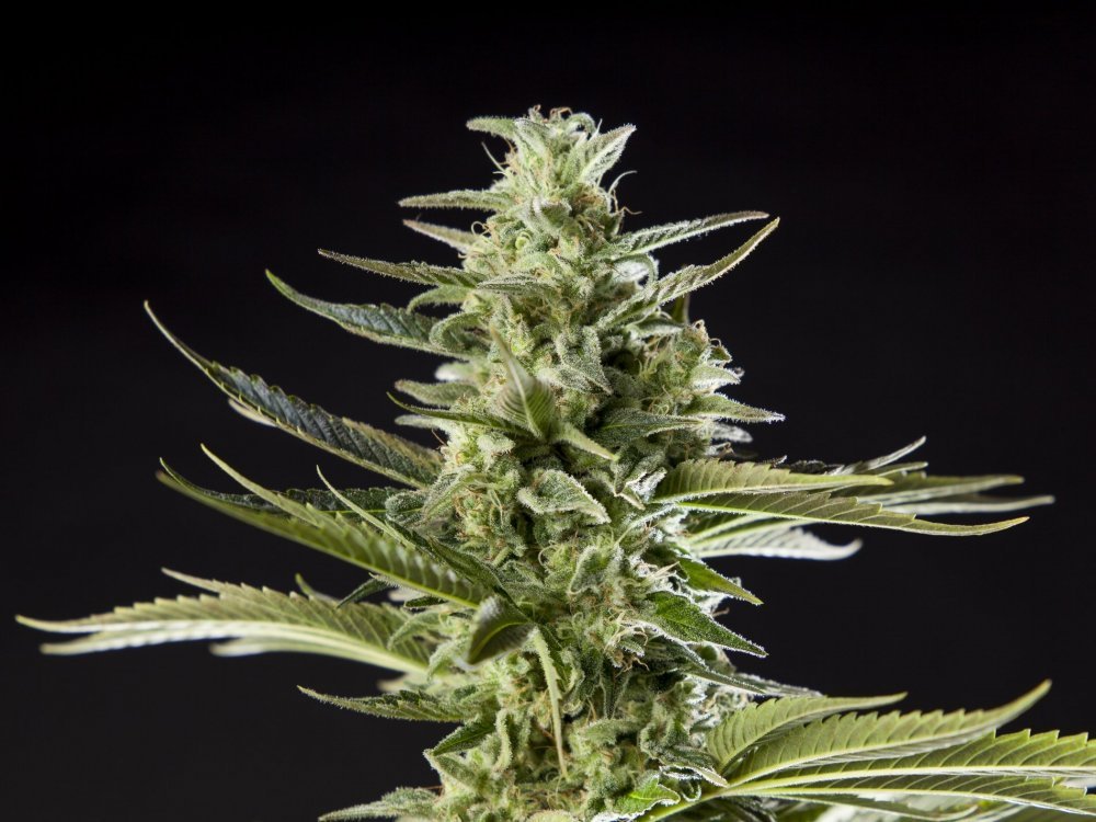 Early_Gorilla_0008-min.JPG
