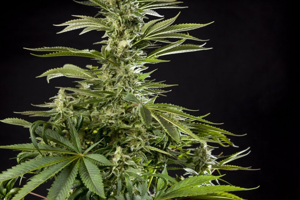 Early_Gorilla_0009-min.JPG