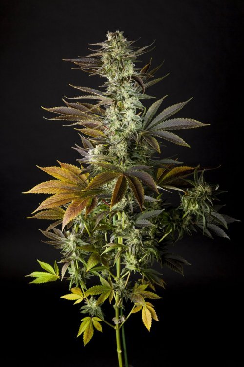 Early_Gorilla_0014-min.JPG