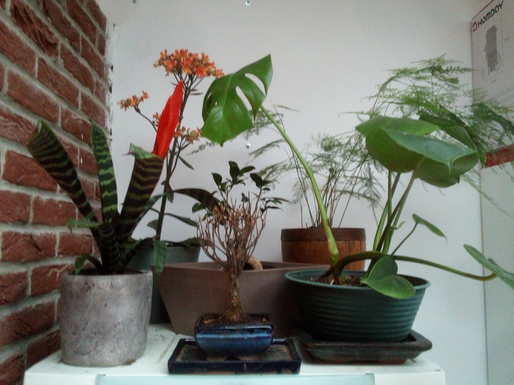 IMG_20100102_003301.thumb.jpg.1eda41b2c78e63311162efec83aba0f1.jpg