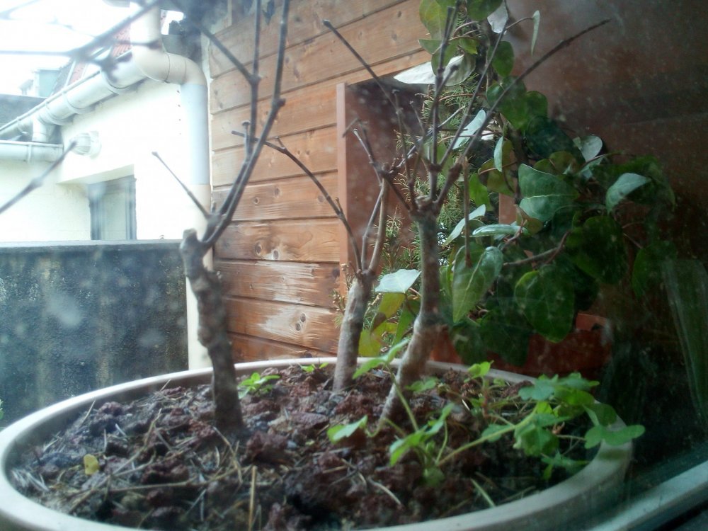 IMG_20100102_004157.thumb.jpg.939b8d0610933ec9dc6ca8b1fd7e13bc.jpg