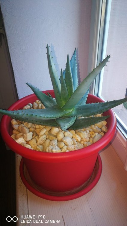 IMG_20190216_163428.jpg