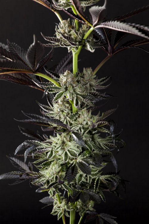 Purple_Punch_x_Dosidos_0022-min.JPG