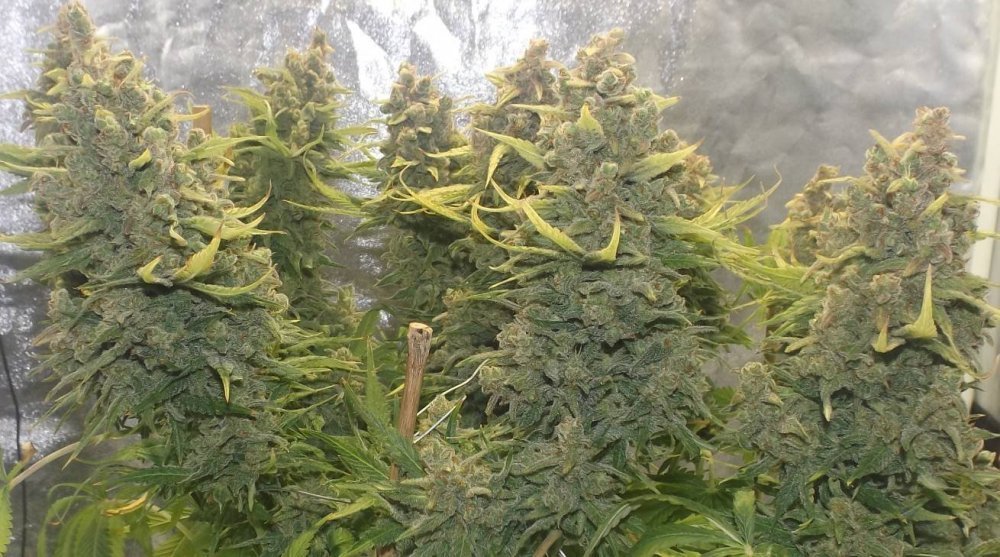grappefruit.jpg