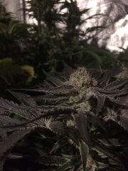 Peyote Cookies FLO+50