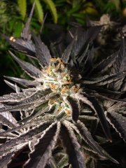Peyote cookies FLO+57
