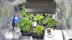 600w_mh.jpg