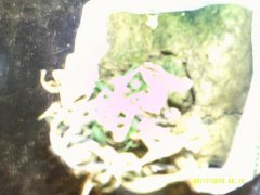 DSCF0003.JPG