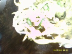 DSCF0004.JPG