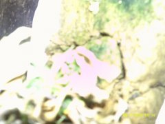 DSCF0005.JPG