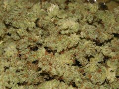 Strawberry glue #4 thseeds