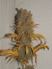 TC#2