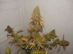 Diesel moonshine de pere inconnu #1