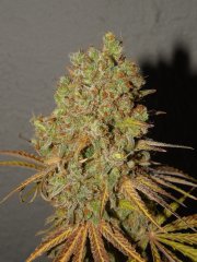 Diesel moonshine de pere inconnu #1