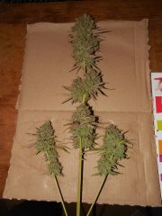 Diesel moonshine de pere inconnu #1