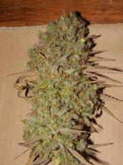 Diesel moonshine de pere inconnu #1