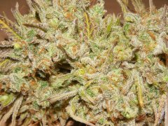 Diesel moonshine de pere inconnu #1