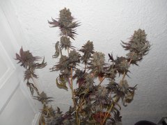 Dead prez OG - Life's blood