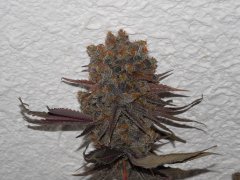 Dead prez OG - Life's blood