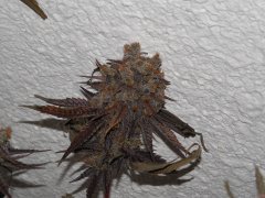 Dead prez OG - Life's blood