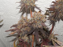 Dead prez OG - Life's blood