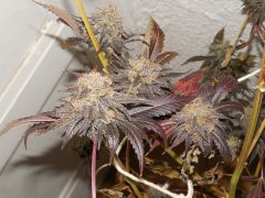 Dead prez OG - Life's blood