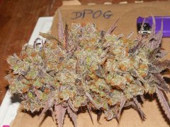 Dead Prez og - Life's blood