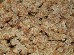 Dead Prez OG - Life's blood