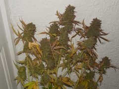 Diesel moonshine - Mosca (Maman)