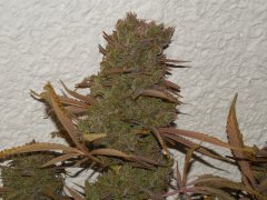 Diesel moonshine - Mosca (Maman)