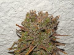 Diesel moonshine - Mosca (Maman)