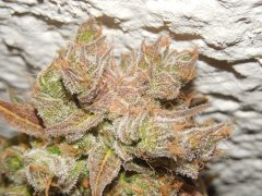 Diesel moonshine - Mosca (Maman)