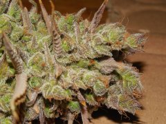 Diesel moonshine - Mosca (Maman)