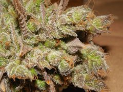 Diesel moonshine - Mosca (Maman)