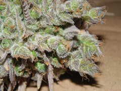 Diesel moonshine - Mosca (Maman)
