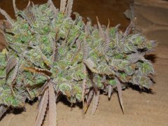 Diesel moonshine - Mosca (Maman)