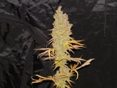 Diesel moonshine de pere inconnu #2