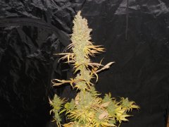 Diesel moonshine de pere inconnu #2
